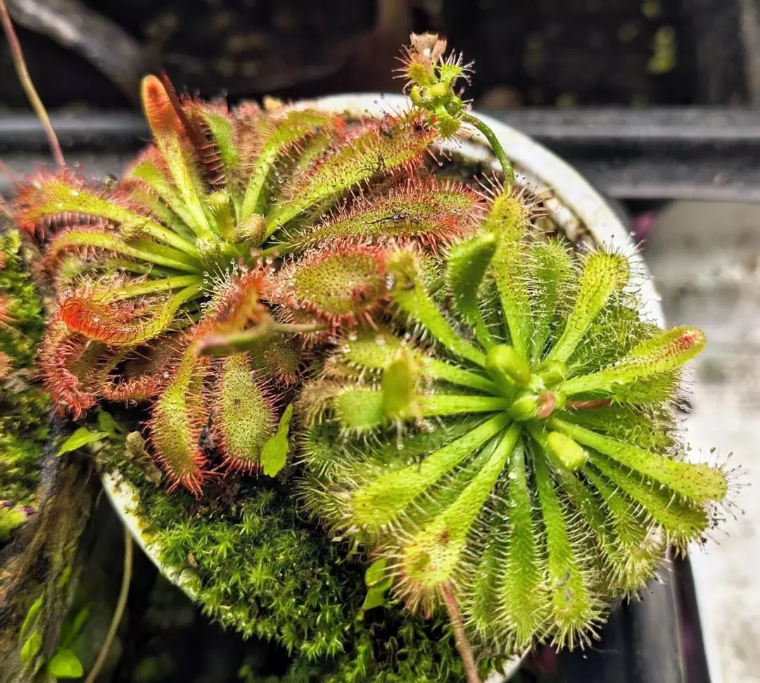 🌱 Double Trouble Sundew Cups 🌱 thumbnail