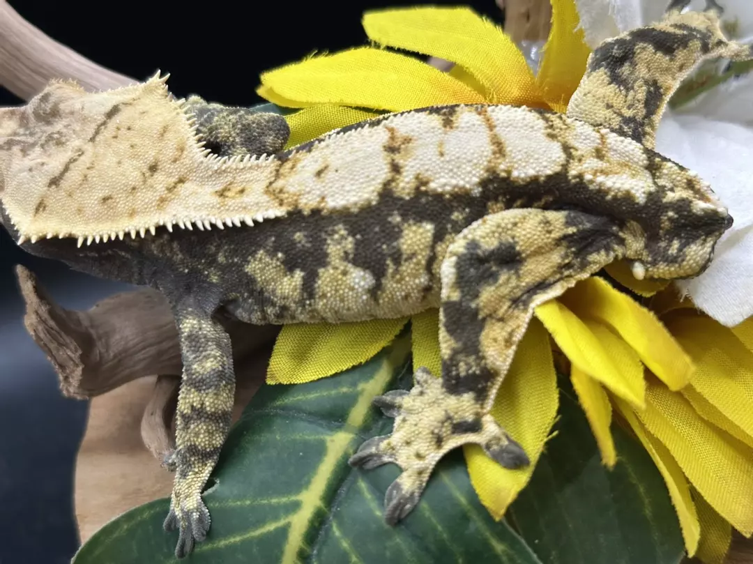 ALMOST RTB MALE Tailless kds line tricolor 9/29/24 33g thumbnail