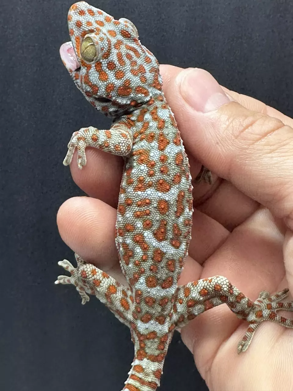 CB Juvenile Tokay Gecko thumbnail