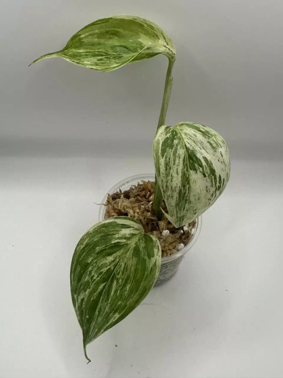 Scindapsus Blue Albo ‘Salaka’ thumbnail