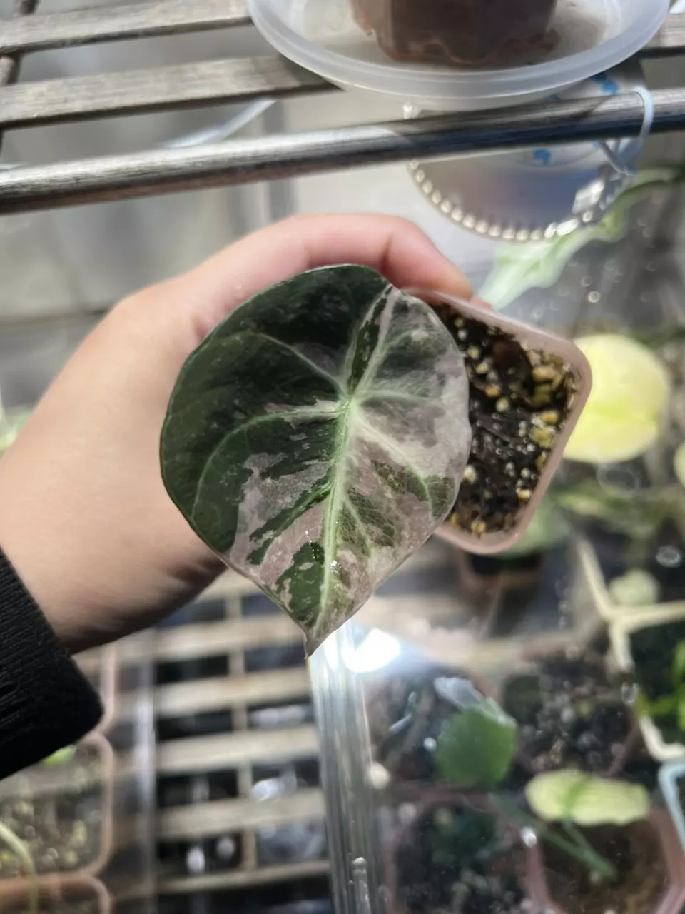 Black velvet alocasia pink variegated plant thumbnail