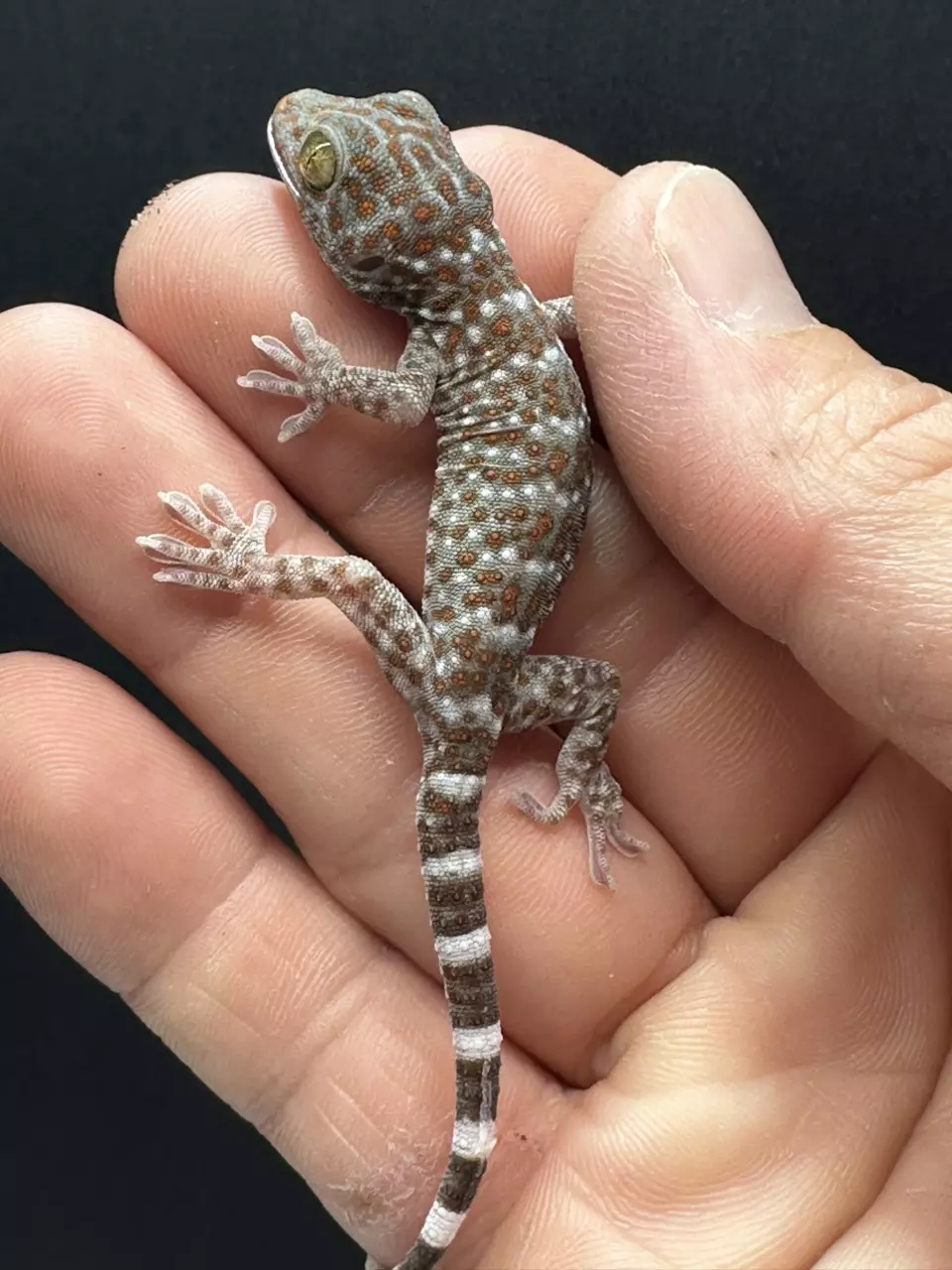 CB Baby Tokay Gecko thumbnail