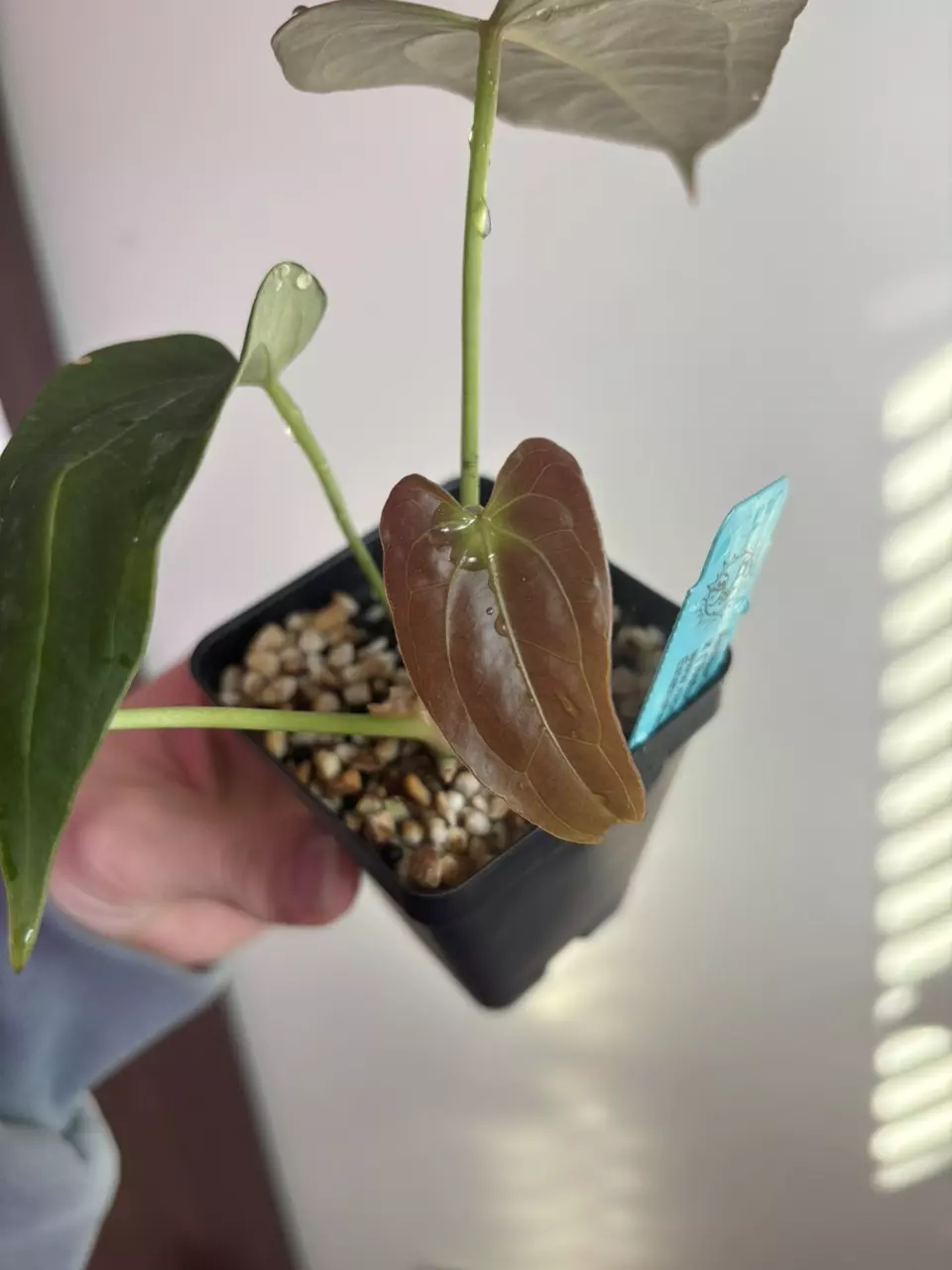 Anthurium Rotundum X x (Rotundum X x Doc Block Purple F2) (2 plants!) thumbnail