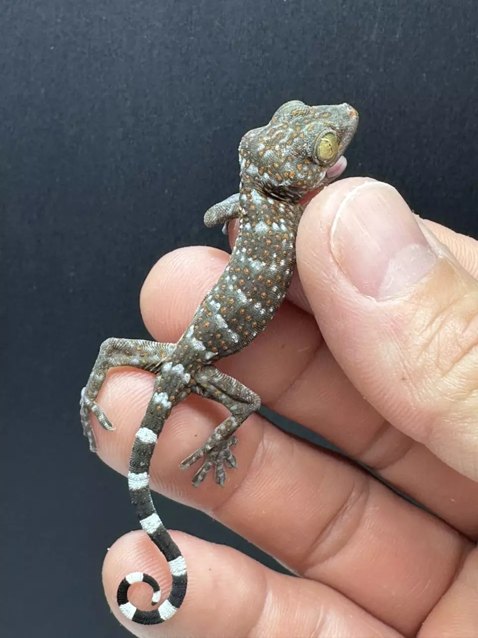 CB Baby Tokay Gecko thumbnail
