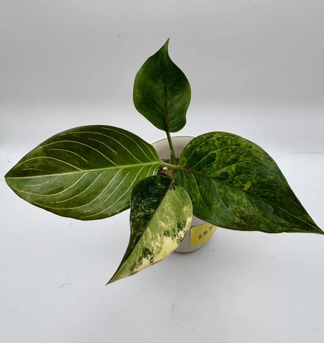 Aglaonema Khanmak Variegated 0513 thumbnail