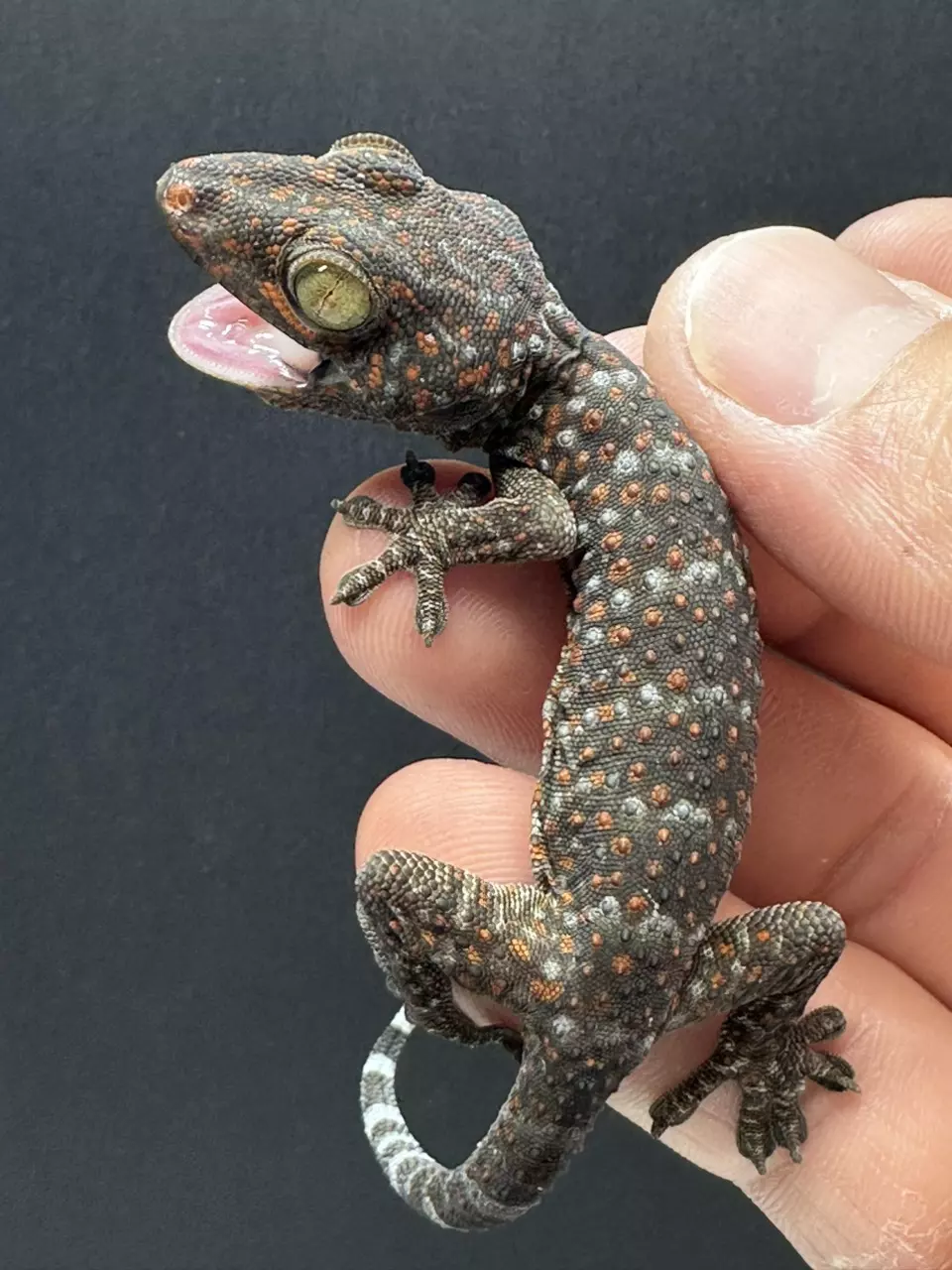 CB Baby Tokay Gecko thumbnail