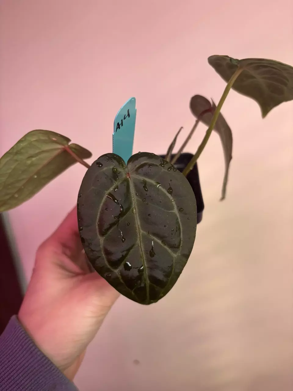 Anthurium Swampmanii Long x (Mike’s Yard x Doc Block Purple F2) (2 plants) thumbnail