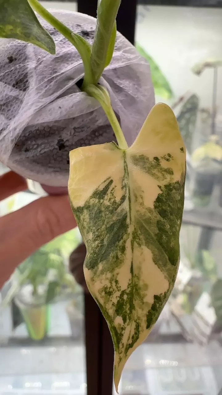 #1473 ⭐️sp. Hairy⭐️ thumbnail