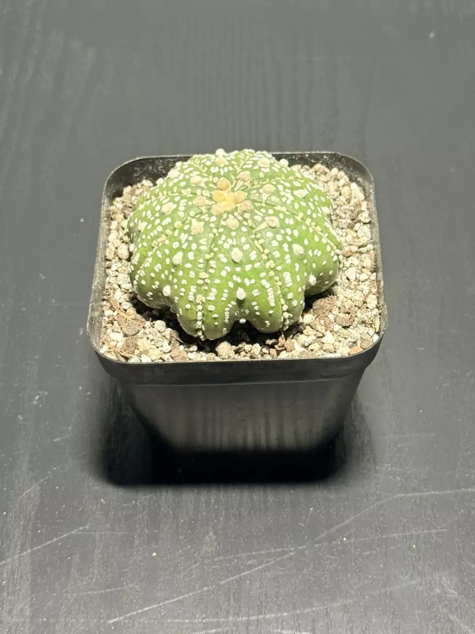 Astrophytum Asterias Super Kabuto - Squid form thumbnail