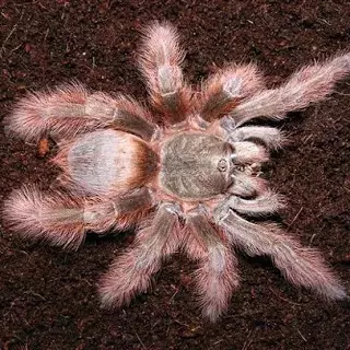 Nhandu tripepii confirmed females 3”-4” thumbnail