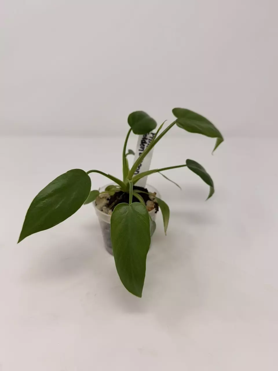 0130 Philodendron ‘Golden Dragon’ thumbnail