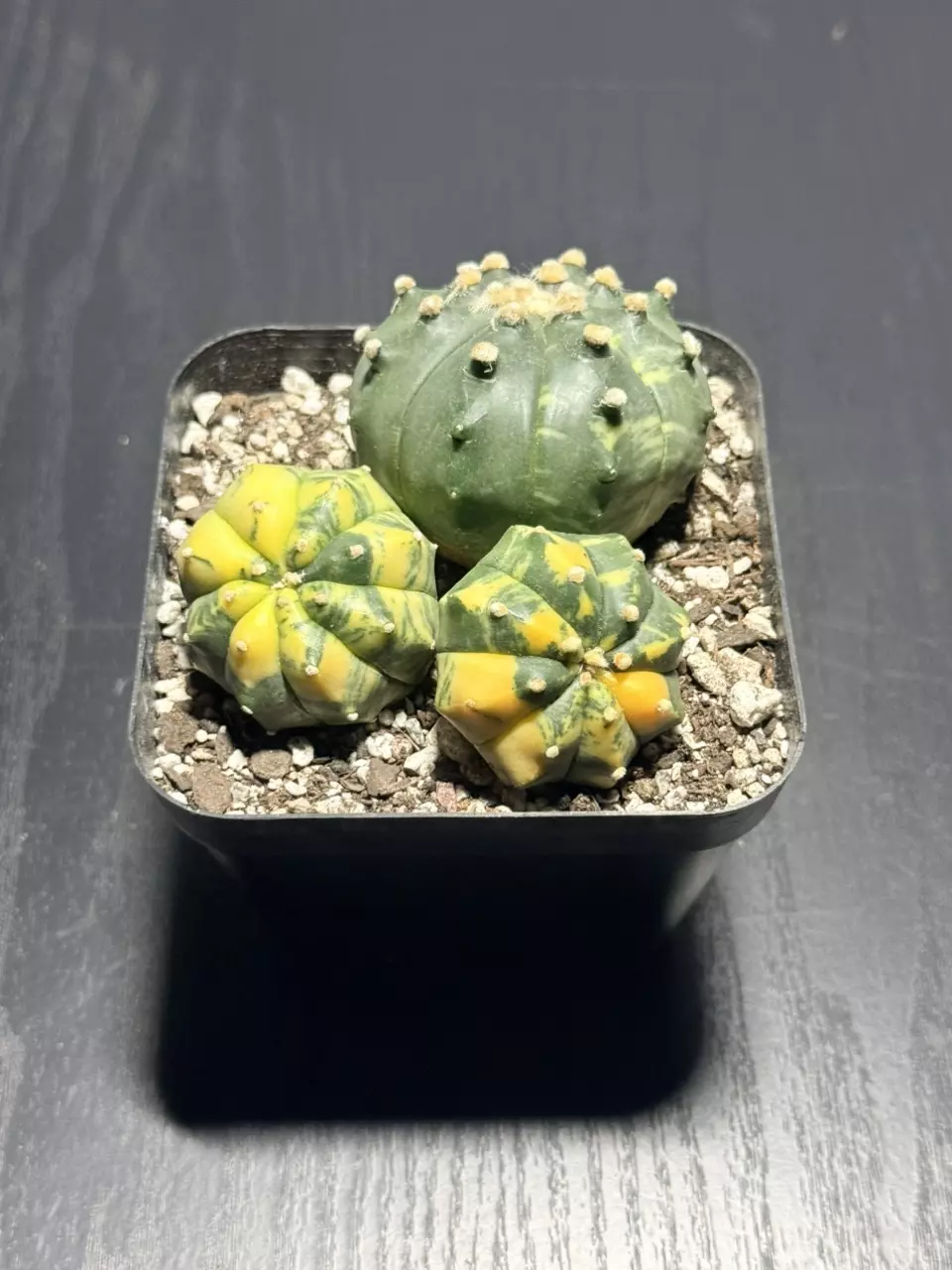 Variegated Astrophytum Asterias x Kikko hybrids - 3 plants thumbnail