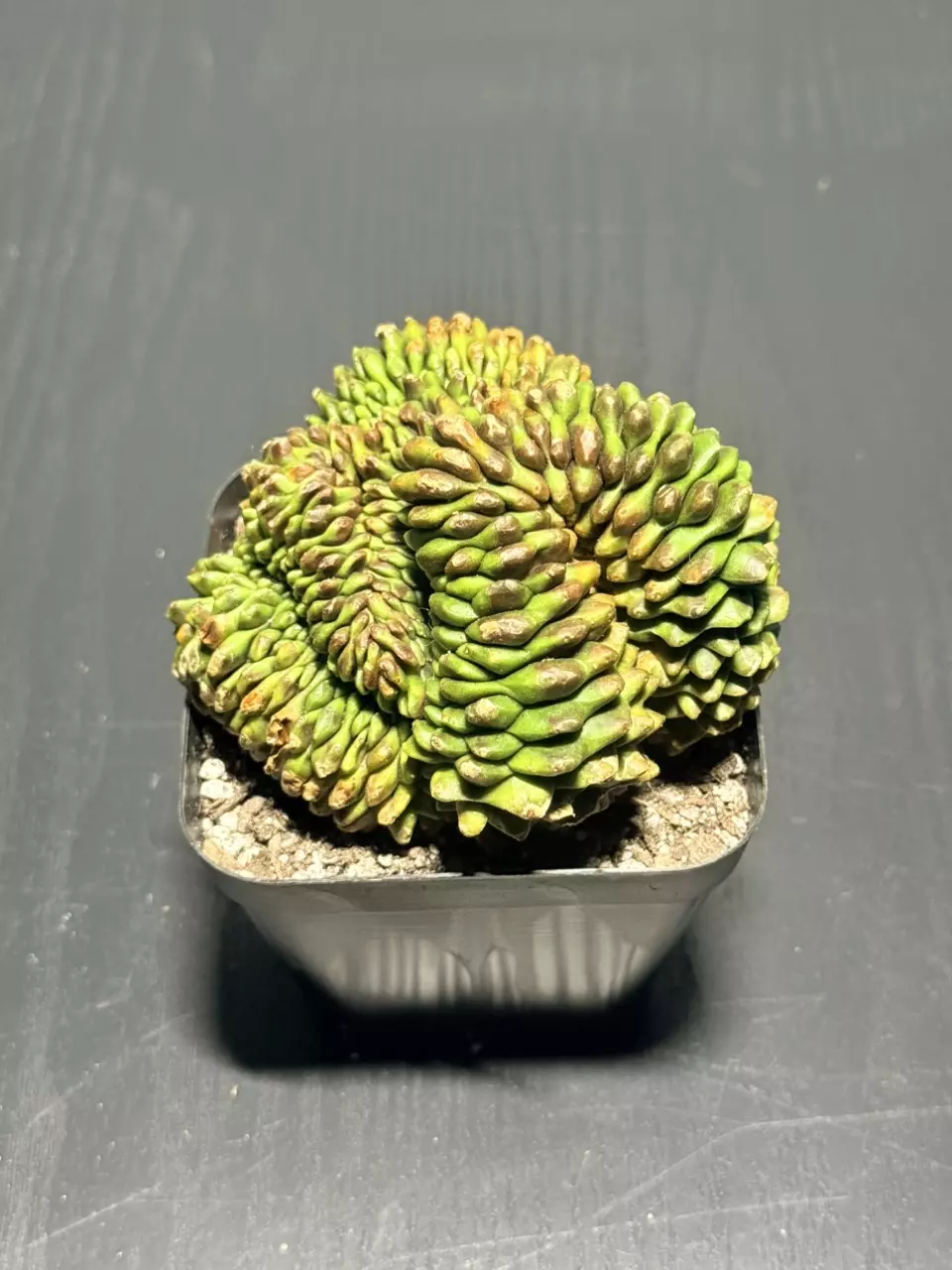 Gymnocalycium Inermis f. Cristata thumbnail
