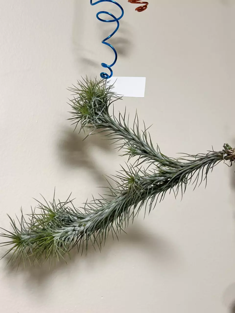 Funkiana mother plant thumbnail