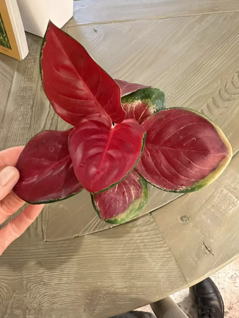 Aglaonema Suksom thumbnail