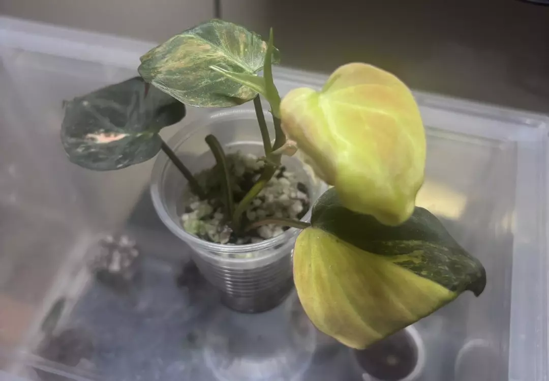 Philodendron Micans Aurea thumbnail