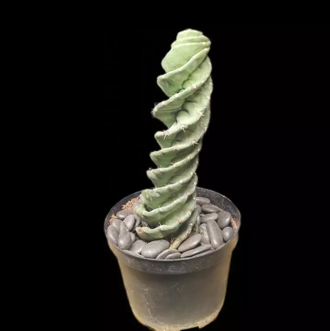 Cereus forbesii 'Spiralis' thumbnail