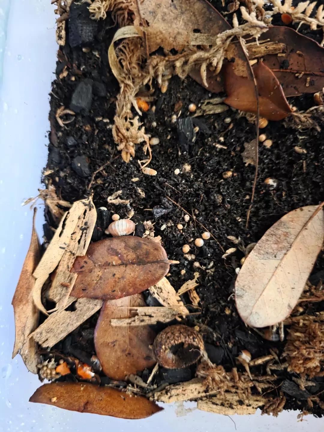 10 count Red Panda Isopods thumbnail