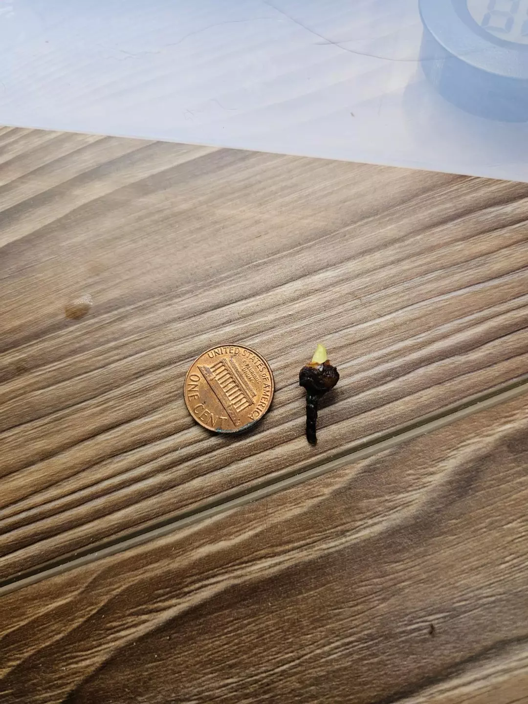 Dragons tooth aurea corm thumbnail