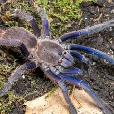 Vietnam, blue mature, females thumbnail