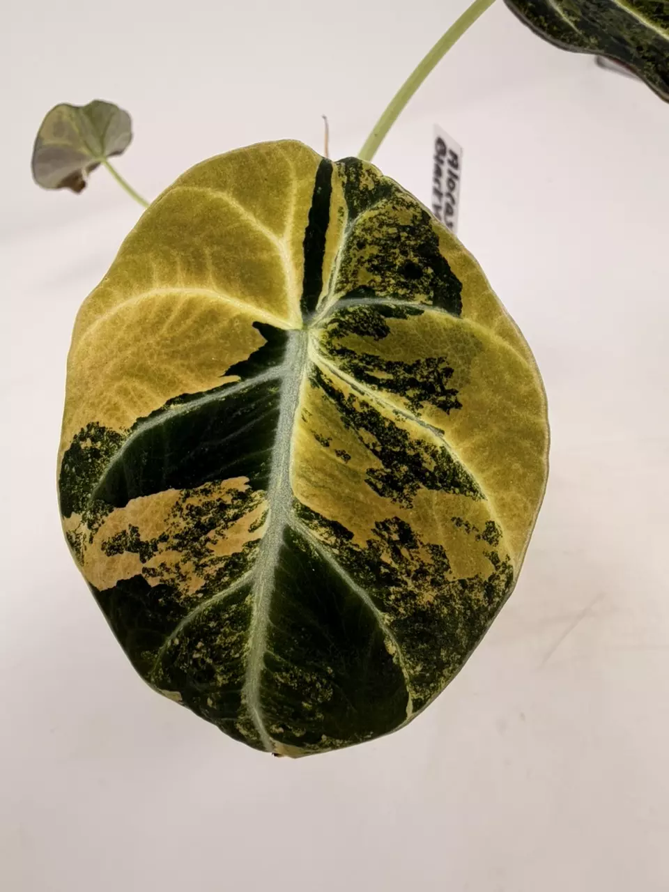 0134 Alocasia Black Velvet Gold thumbnail