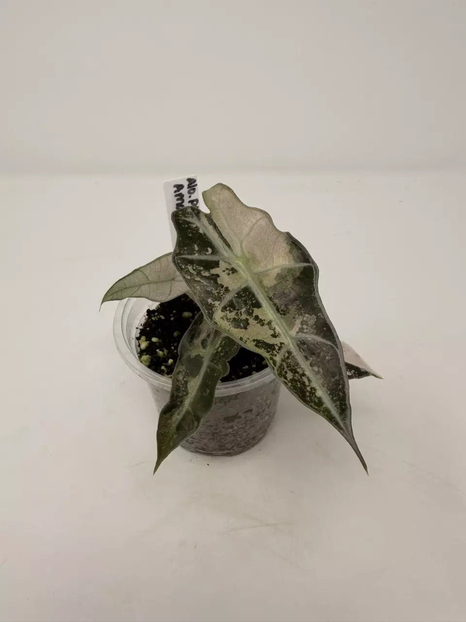 0133 Alocasia Pink Amazonica thumbnail