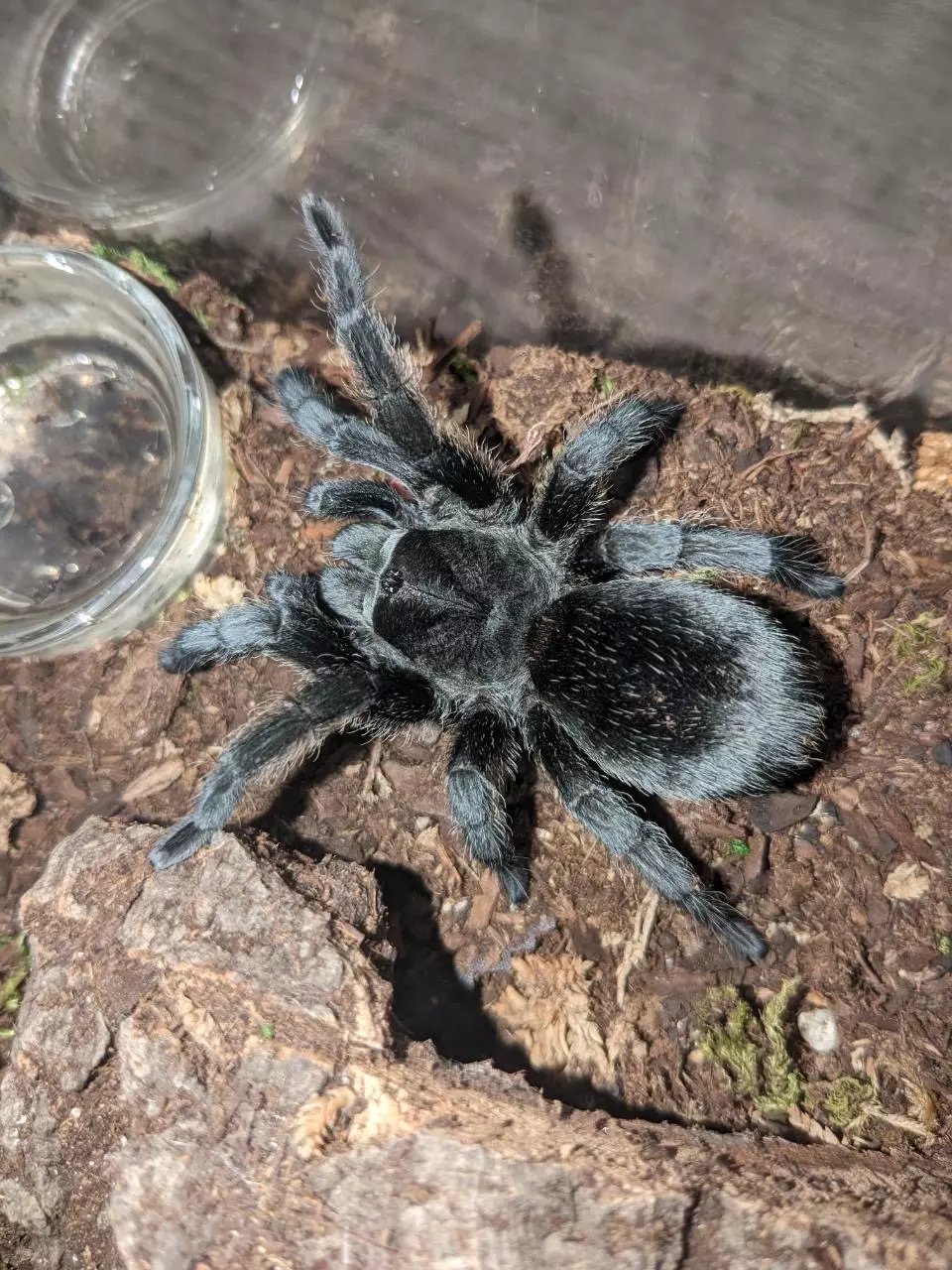 Grammostola pulchra female 4 1/2”- 5” thumbnail