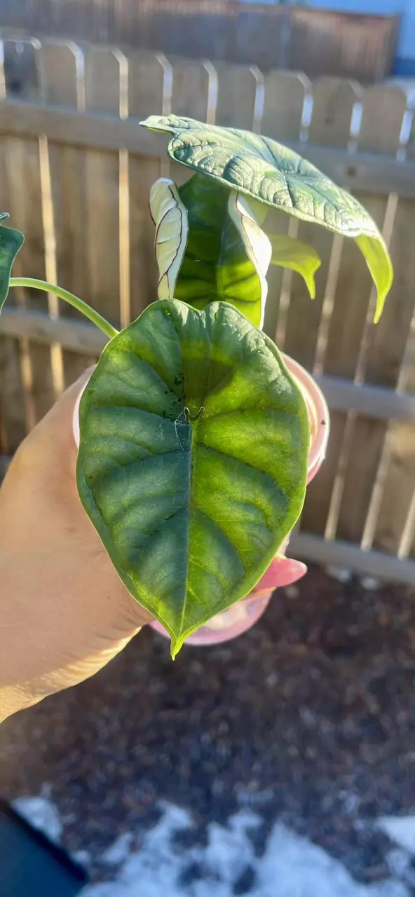 Dragon Scale Albo Revert thumbnail