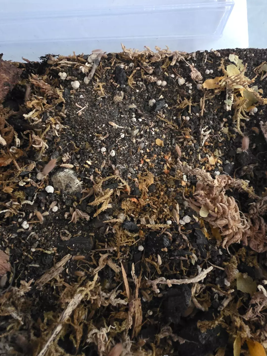 10 count Powder Orange Isopods thumbnail