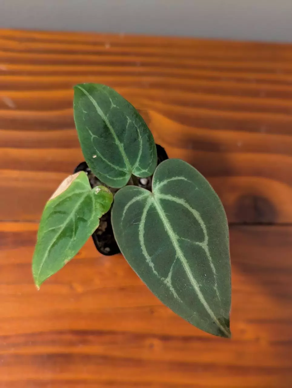 Anthurium Blue Velvet thumbnail