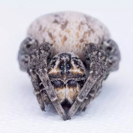 Desert lined velvet spider thumbnail