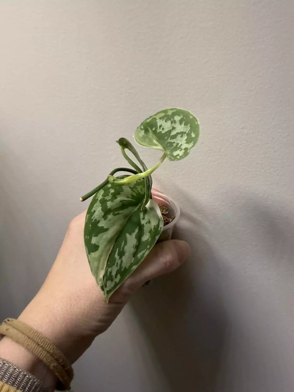 Scindapsus mayari thumbnail