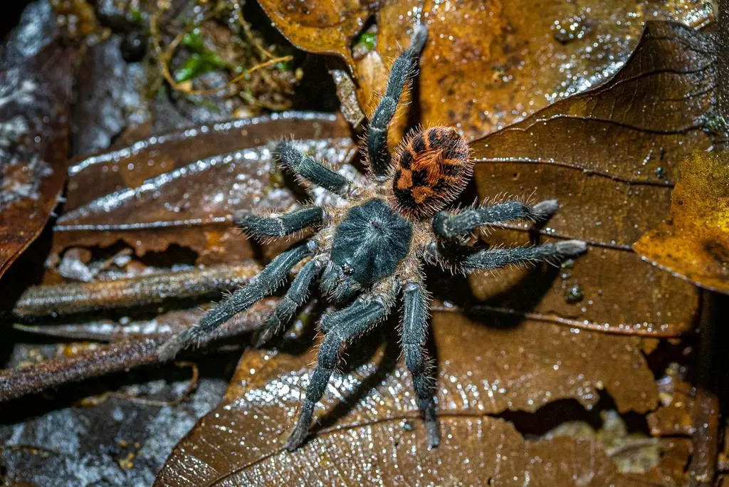 Davis fasciatus  mature female Extremely rare to find an adult female thumbnail