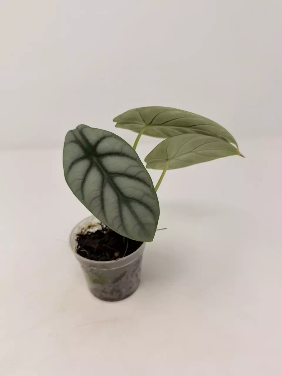 0008 Alocasia Silver Dragon thumbnail