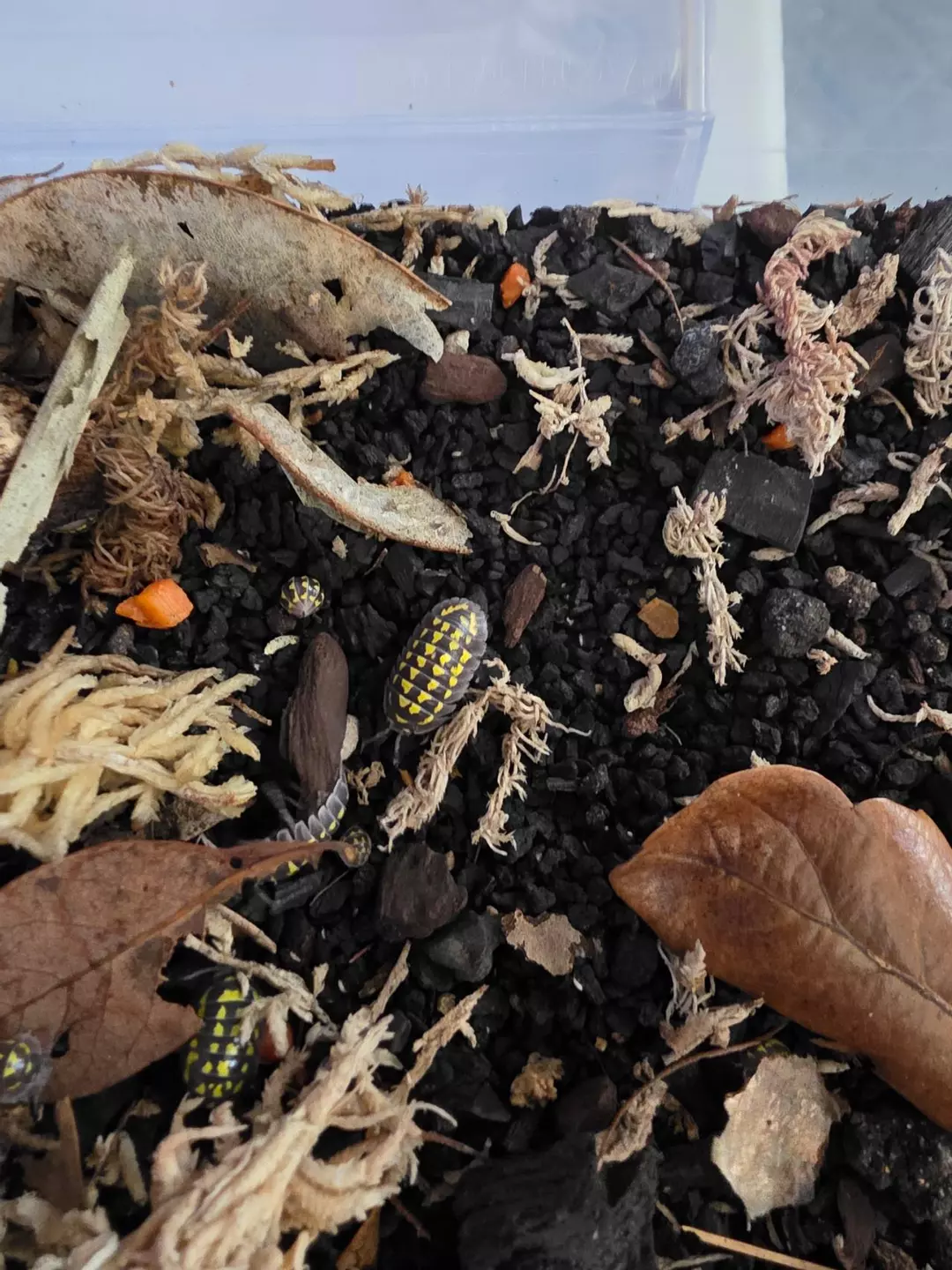 10 count Gastroi Isopods thumbnail