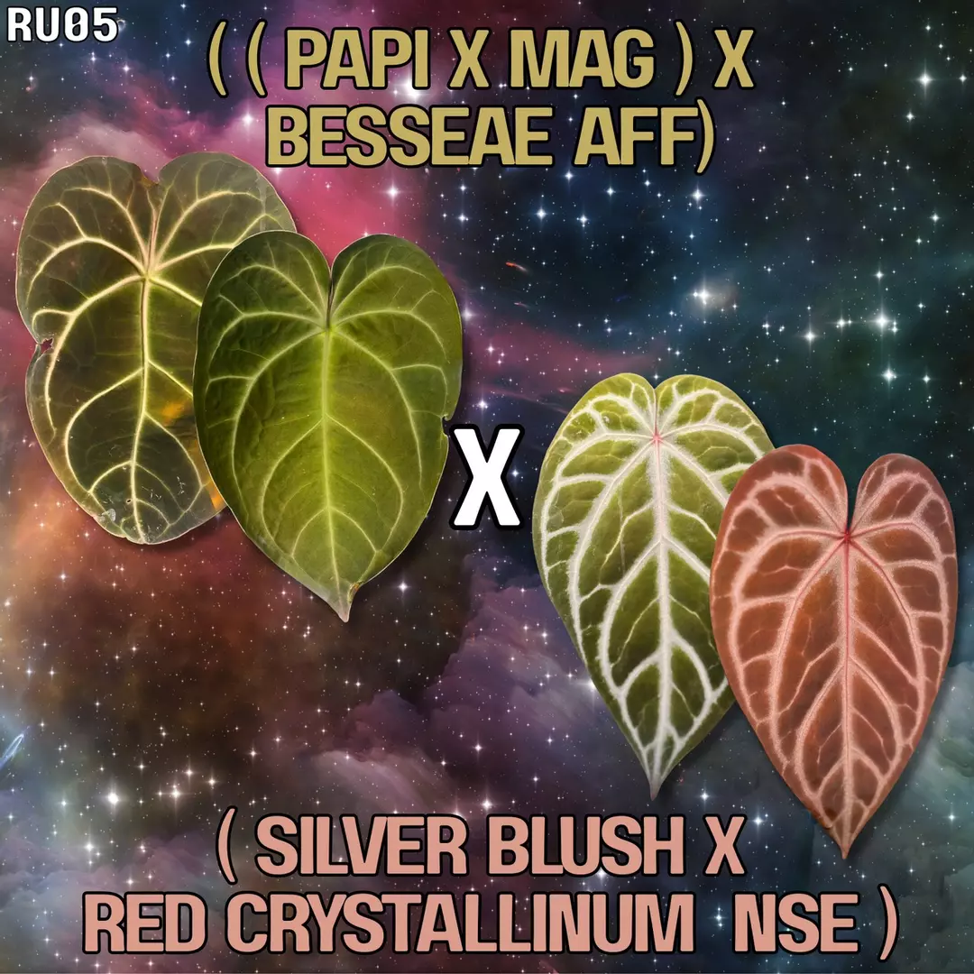 Anthurium ((Papi x Magnificum) x Besseae aff) x (Silver Blush x Red Crystallinum thumbnail