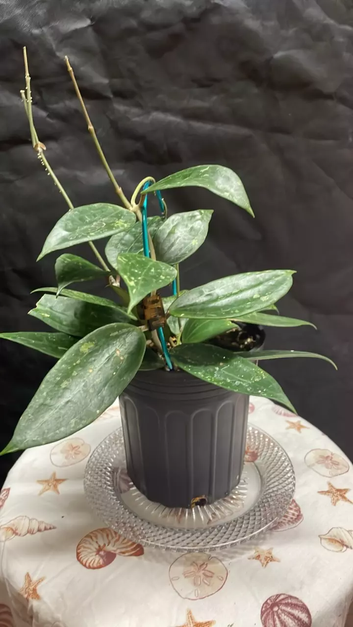 Hoya Rangsan Splash thumbnail