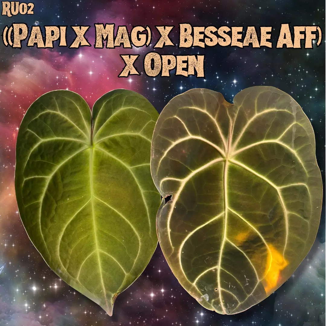 Anthurium ((papillilaminum x magnificum) x besseae aff) x Open thumbnail