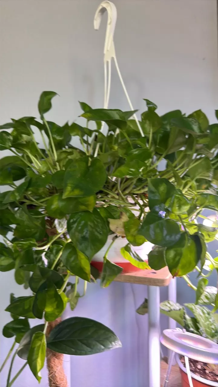 Green on green thumbnail