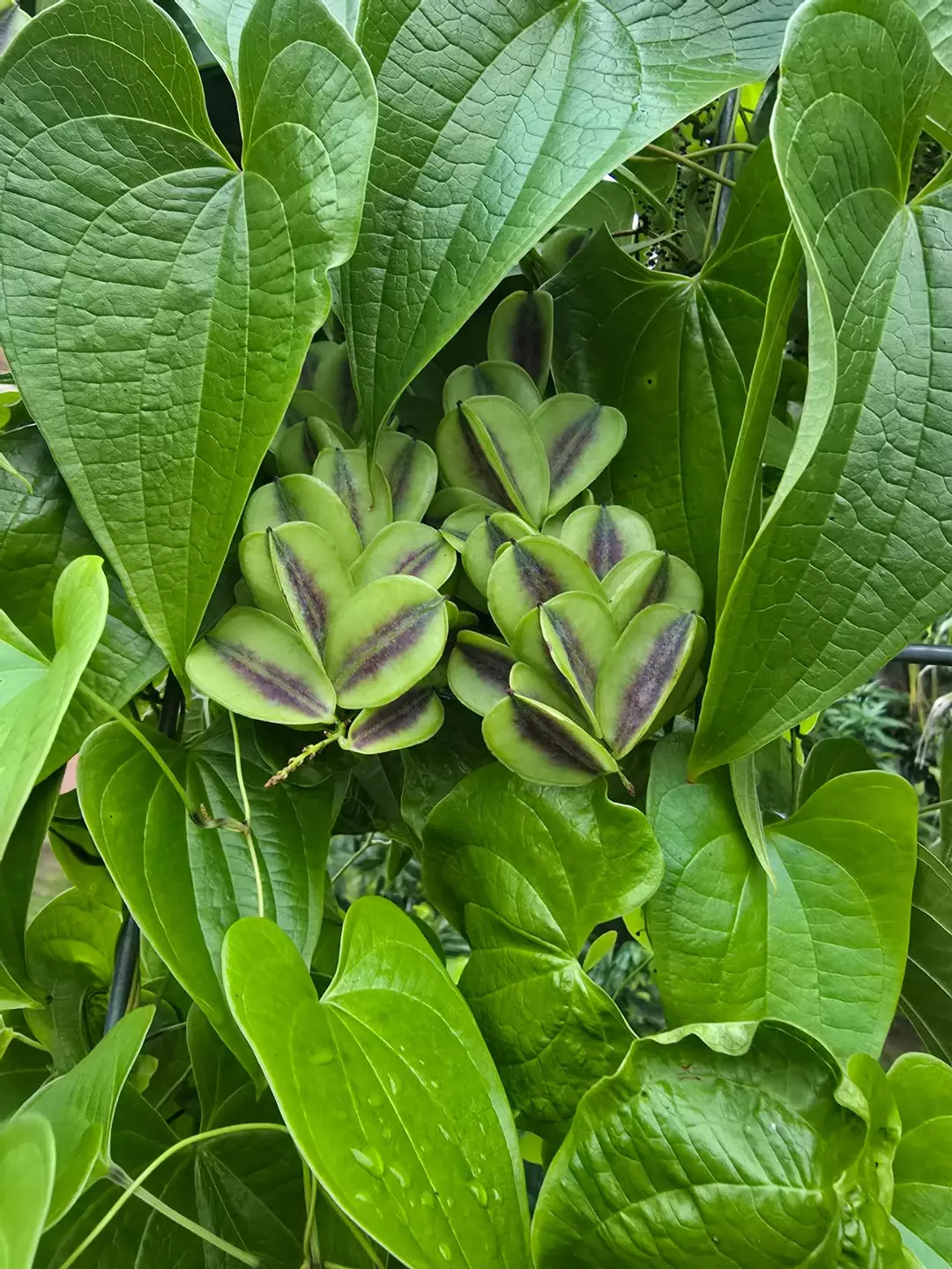 Dioscorea mexicana seeds thumbnail