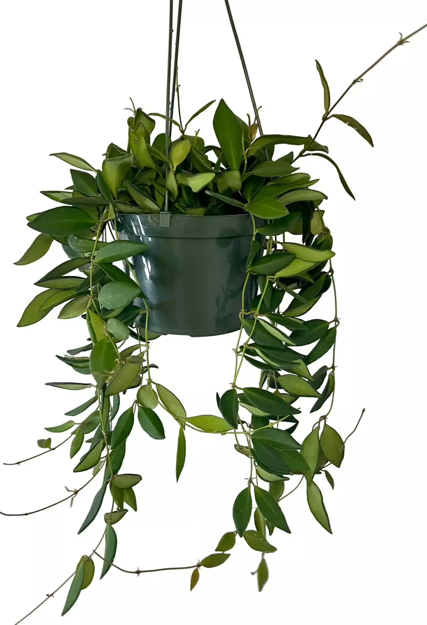 6” Hoya Burtoniae thumbnail