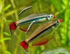 Vietnamese White Cloud Minow x3 thumbnail