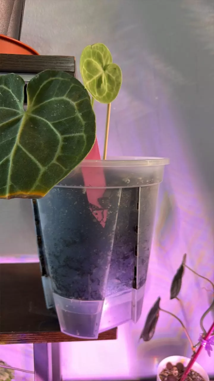 Anthurium Chrystal thumbnail