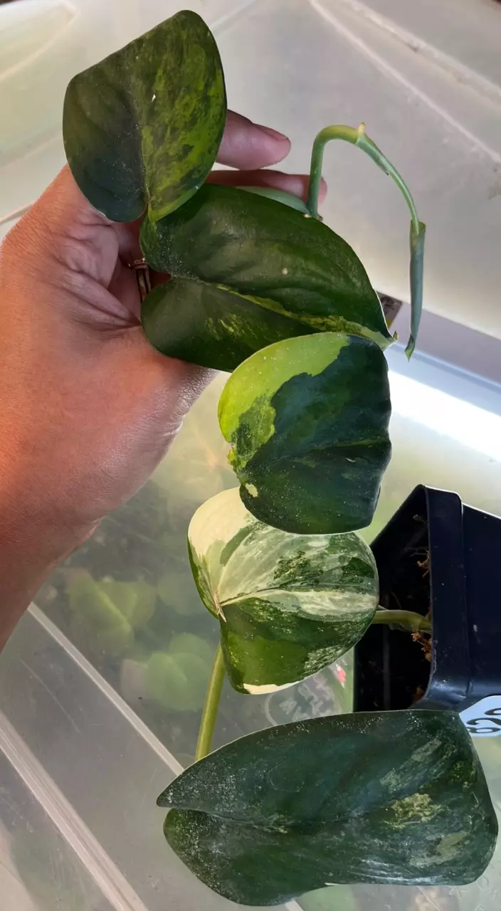 Scin Jade Satin Aurea thumbnail