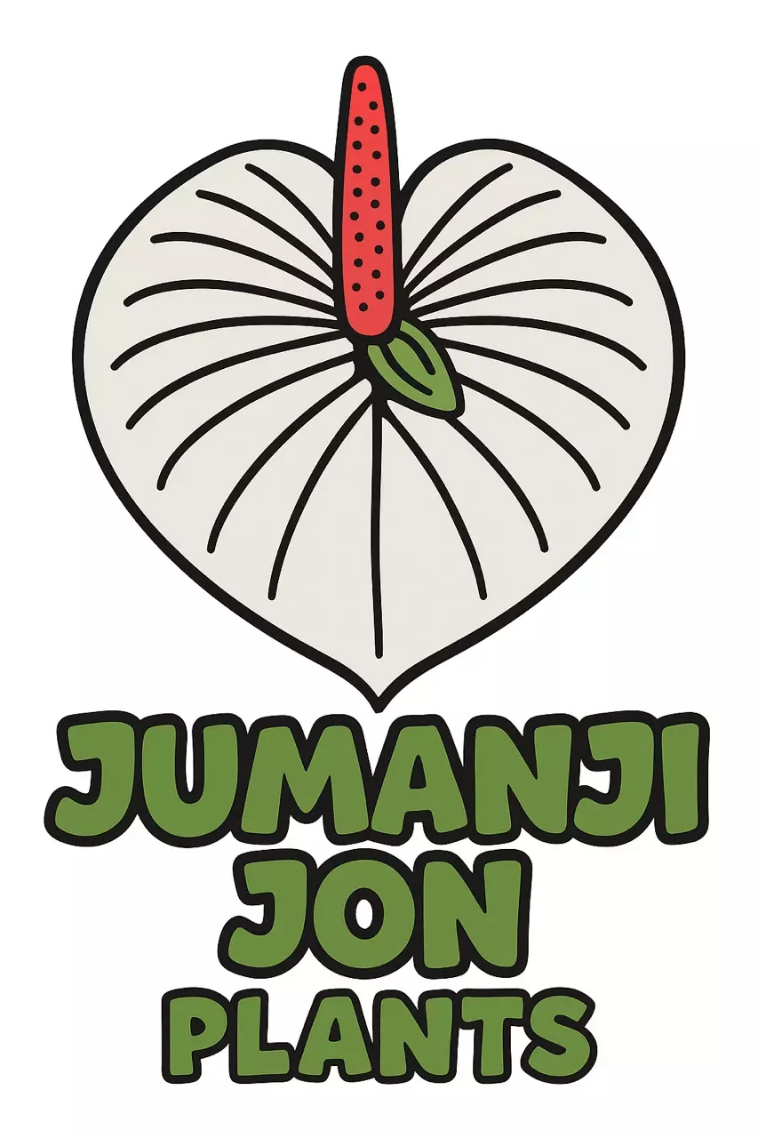 Mystery Hybrid Anthurium Starter Plant in 3” Pot thumbnail