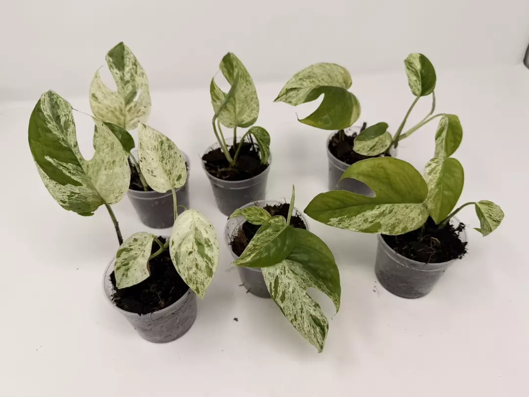 1000 Epipremnum pinnatum ‘Marble’ GC thumbnail