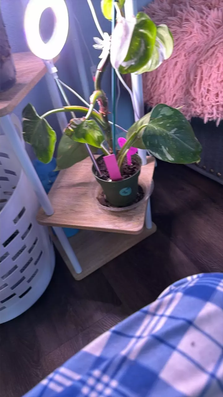 Pink white princess thumbnail