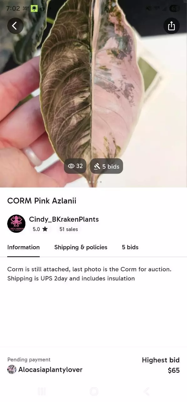 Azlanii listing thumbnail