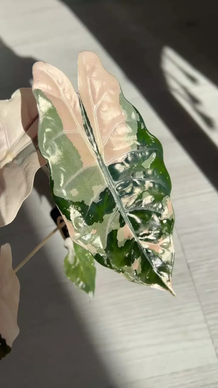 Alocasia  Chantrieri Pink Variegated Corms thumbnail