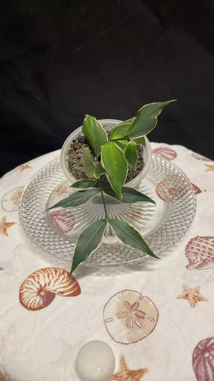 Hoya Polyneura Outer Variegated (1) thumbnail